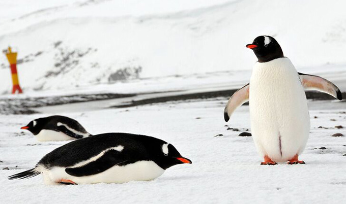 Gentoo penguins